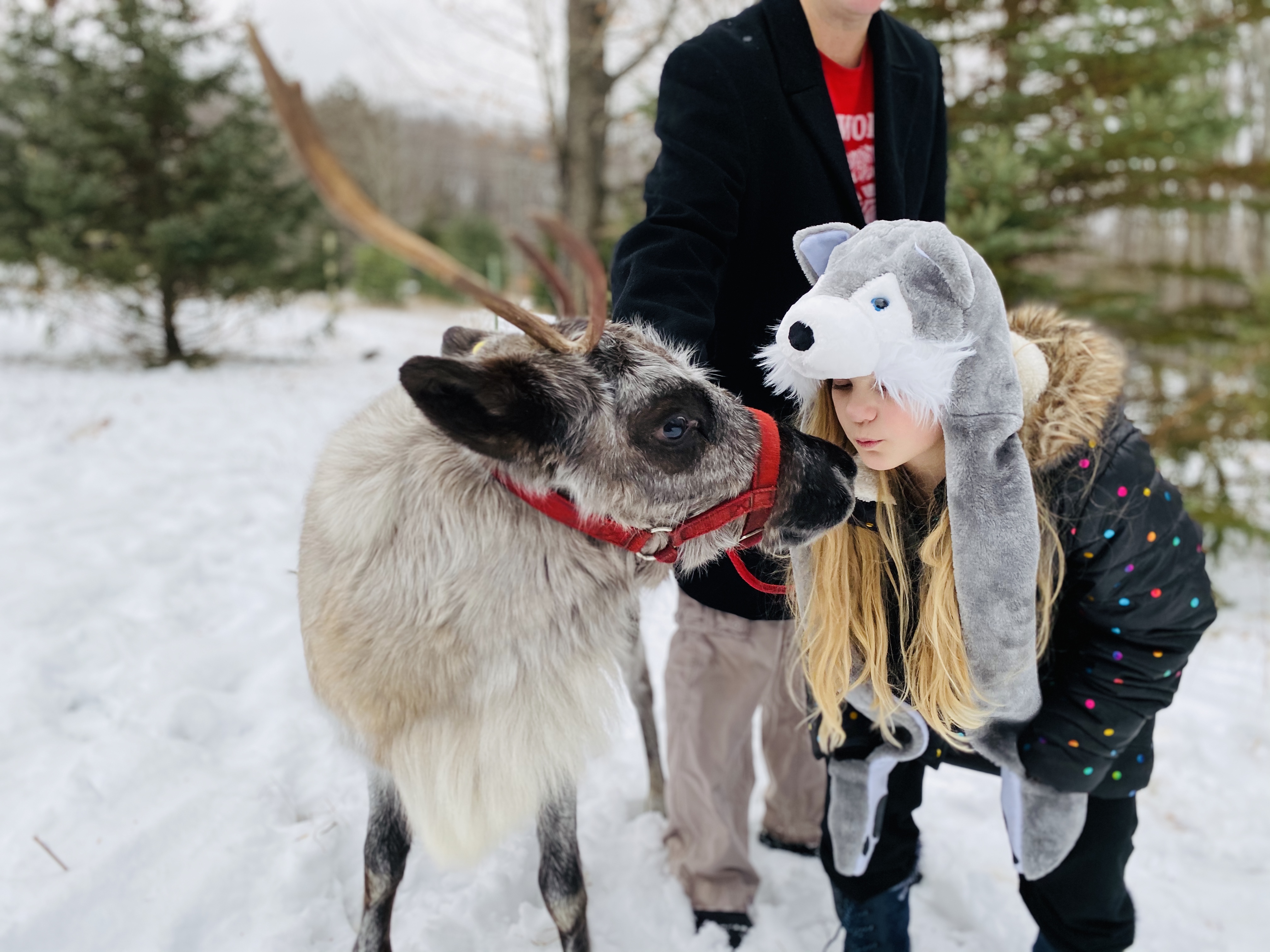 Reindeer Kiss